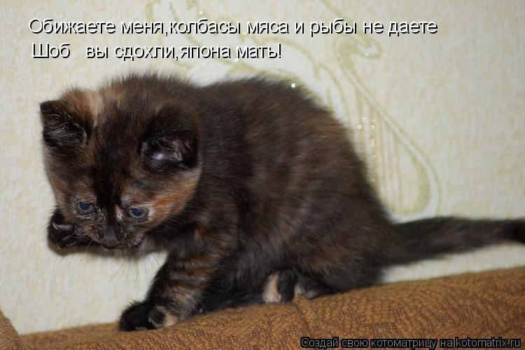 Котоматрица: Обижаете меня,колбасы мяса и рыбы не даете Шоб   вы сдохли,япона мать!