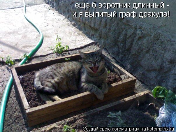 Котоматрица: еще б воротник длинный - и я вылитый граф дракула!