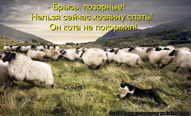 Котоматрица: - Брысь, позорные!  Нельзя сейчас хозяину спать! Он кота не покормил!
