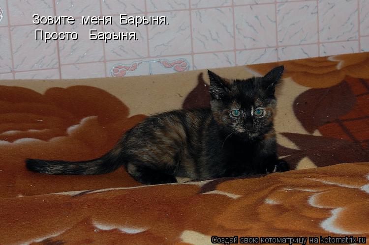 Котоматрица: Зовите  меня  Барыня. Просто   Барыня.