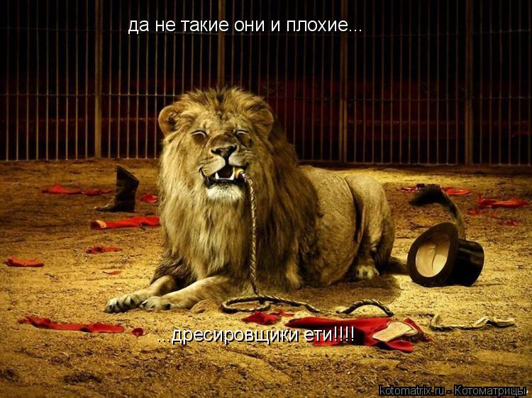 да не такие они и плохие... ...дресировщики ети!!!! ...дресировщики ети!!!!... Котоматрица: да не такие они и плохие... ...дресировщики ети!!!! ...дресировщики ети!!!!