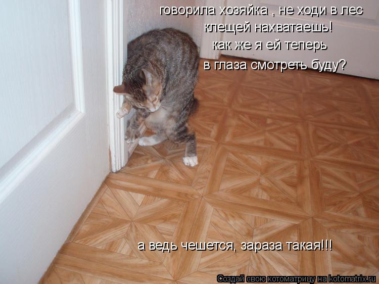говорила хозяйка , не ходи в лес клещей нахватаешь! как же я ей теперь в глаза смотреть буду? а ведь ... Котоматрица: говорила хозяйка , не ходи в лес клещей нахватаешь! как же я ей теперь в глаза смотреть буду? а ведь чешется, зараза такая!!!