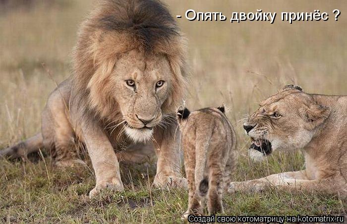 - Опять двойку принёс ?... Котоматрица: - Опять двойку принёс ?