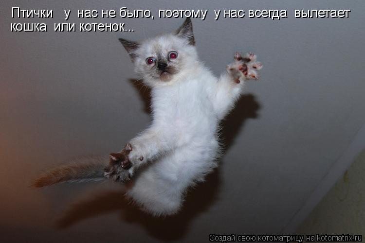 Птички у нас не было, поэтому у нас всегда вылетает кошка или котенок...... Котоматрица: Птички у нас не было, поэтому у нас всегда вылетает кошка или котенок...