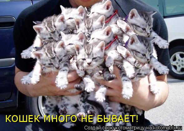 КОШЕК МНОГО НЕ БЫВАЕТ!... Котоматрица: КОШЕК МНОГО НЕ БЫВАЕТ!