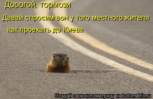 Дорогой, тормози Давай спросим вон у того местного жителя как проехать до Киева... Котоматрица: Дорогой, тормози Давай спросим вон у того местного жителя как проехать до Киева
