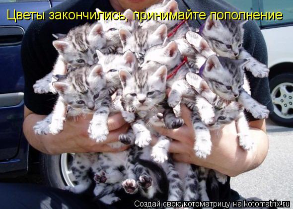 Цветы закончились, принимайте пополнение... Котоматрица: Цветы закончились, принимайте пополнение
