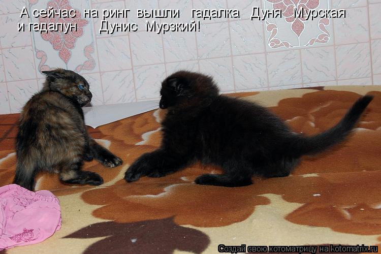 А сейчас на ринг вышли гадалка Дуня Мурская и гадалун Дунис Мурзкий!... Котоматрица: А сейчас на ринг вышли гадалка Дуня Мурская и гадалун Дунис Мурзкий!