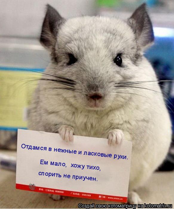 спорить не приучен. Ем мало, хожу тихо, Отдамся в нежные и ласковые руки.... Котоматрица: спорить не приучен. Ем мало, хожу тихо, Отдамся в нежные и ласковые руки.