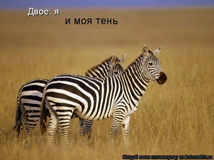 Двое: я и моя тень... Котоматрица: Двое: я и моя тень