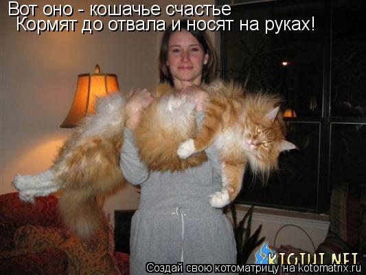 Вот оно - кошачье счастье Кормят до отвала и носят на руках!... Котоматрица: Вот оно - кошачье счастье Кормят до отвала и носят на руках!