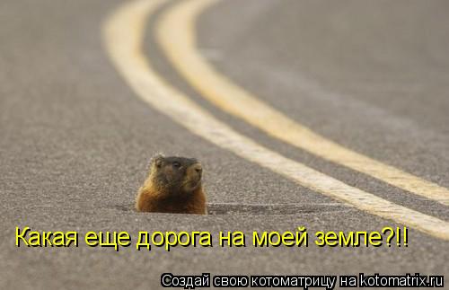 Какая еще дорога на моей земле?!!... Котоматрица: Какая еще дорога на моей земле?!!