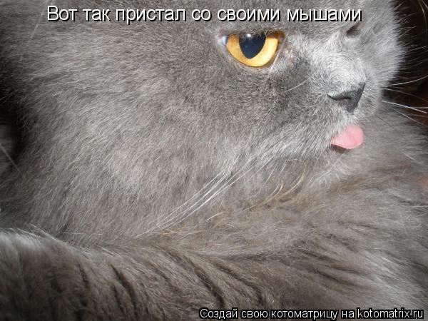 Вот так пристал со своими мышами... Котоматрица: Вот так пристал со своими мышами