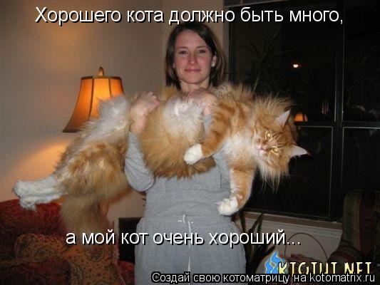 Хорошего кота должно быть много, а мой кот очень хороший...... Котоматрица: Хорошего кота должно быть много, а мой кот очень хороший...