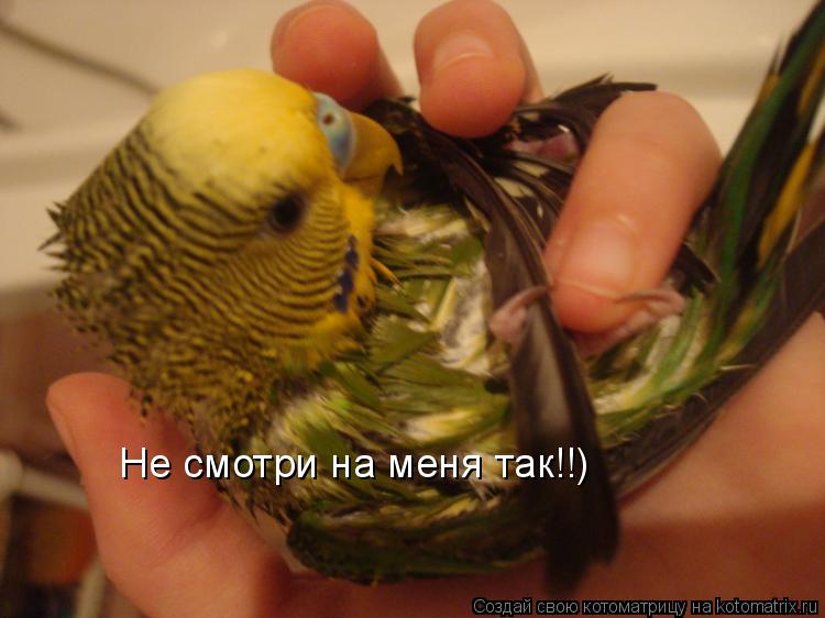 Не смотри на меня так!!)... Котоматрица: Не смотри на меня так!!)