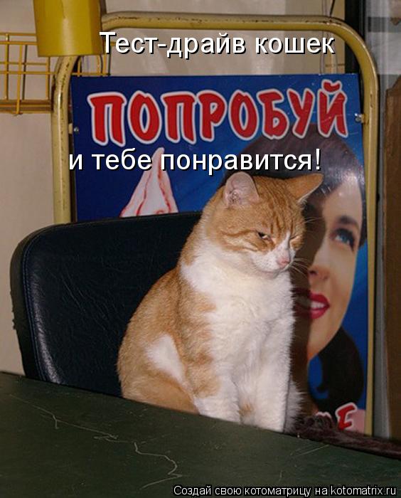 Тест-драйв кошек и тебе понравится!... Котоматрица: Тест-драйв кошек и тебе понравится!