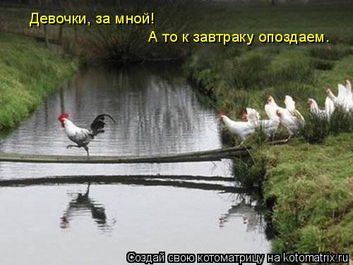 Девочки, за мной! А то к завтраку опоздаем.... Котоматрица: Девочки, за мной! А то к завтраку опоздаем.