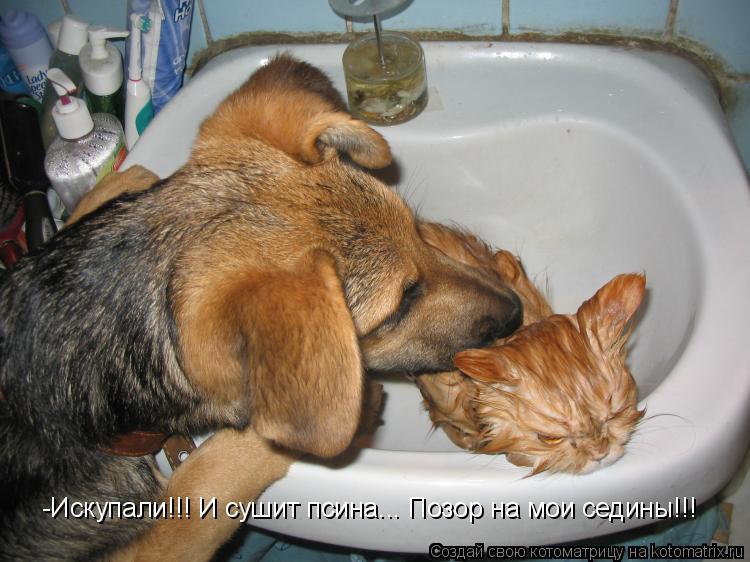 -Искупали!!! И сушит псина... Позор на мои седины!!!... Котоматрица: -Искупали!!! И сушит псина... Позор на мои седины!!!