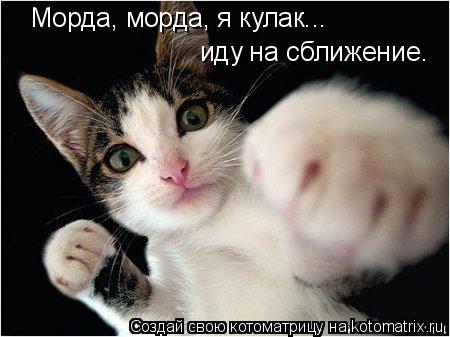 Морда, морда, я кулак... иду на сближение.... Котоматрица: Морда, морда, я кулак... иду на сближение.