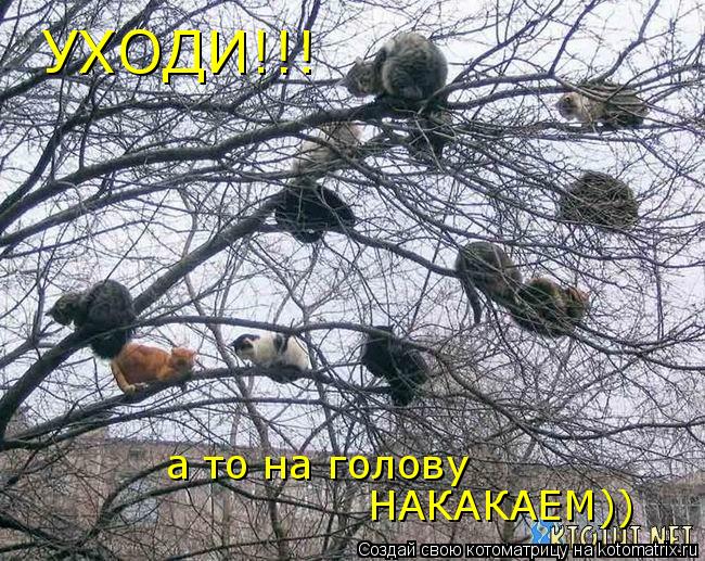 УХОДИ!!! а то на голову НАКАКАЕМ))... Котоматрица: УХОДИ!!! а то на голову НАКАКАЕМ))