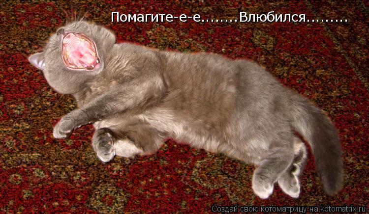 Помагите-е-е........Влюбился............ Котоматрица: Помагите-е-е........Влюбился.........
