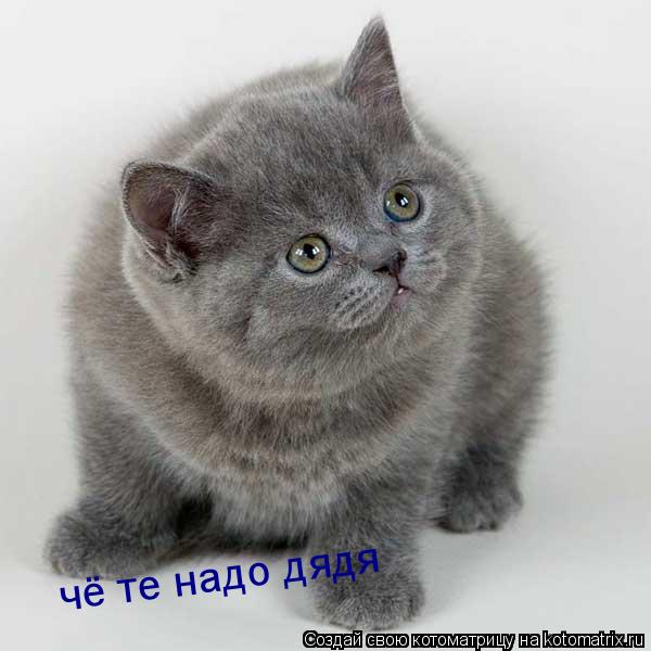чё те надо дядя... Котоматрица: чё те надо дядя