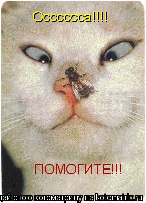 Осссссса!!!! ПОМОГИТЕ!!!... Котоматрица: Осссссса!!!! ПОМОГИТЕ!!!