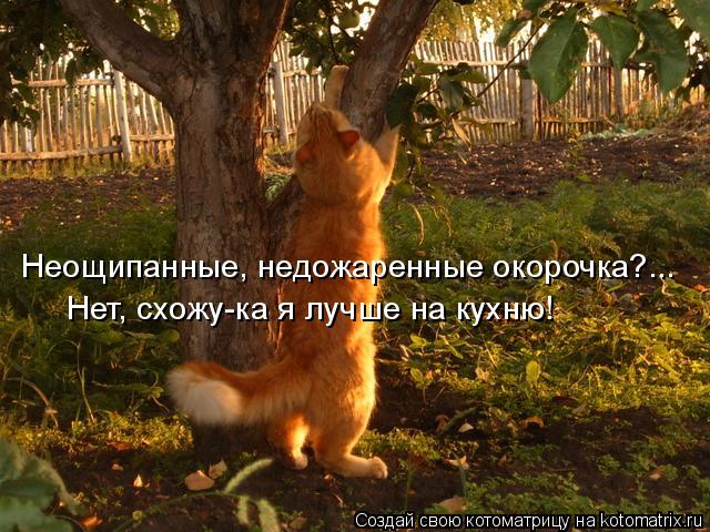 Котоматрица: Неощипанные, недожаренные окорочка?... Нет, схожу-ка я лучше на кухню!