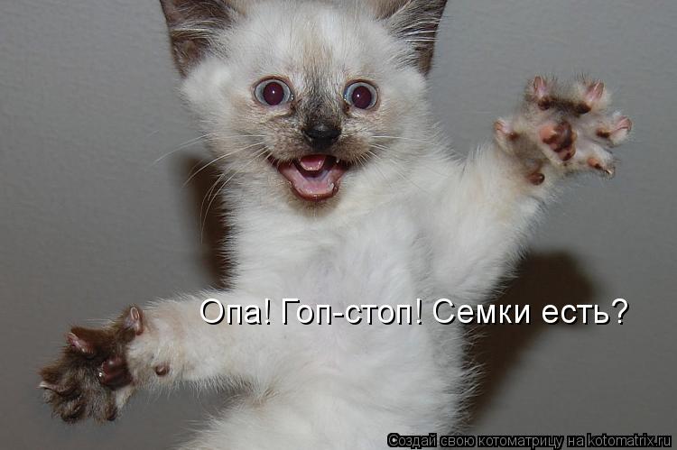 Опа! Гоп-стоп! Семки есть?... Котоматрица: Опа! Гоп-стоп! Семки есть?