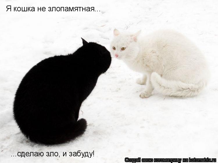 Я кошка не злопамятная... ...сделаю зло, и забуду!... Котоматрица: Я кошка не злопамятная... ...сделаю зло, и забуду!