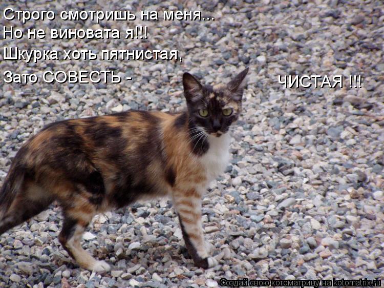Котоматрица: Строго смотришь на меня... Но не виновата я!!! Шкурка хоть пятнистая, Зато СОВЕСТЬ - ЧИСТАЯ !!!