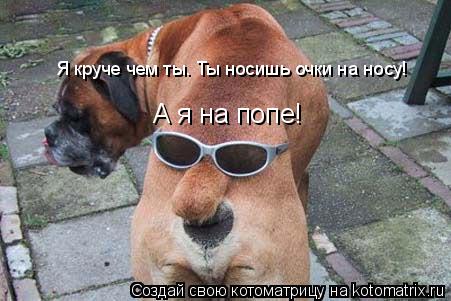 Я круче чем ты. Ты носишь очки на носу! А я на попе!... Котоматрица: Я круче чем ты. Ты носишь очки на носу! А я на попе!