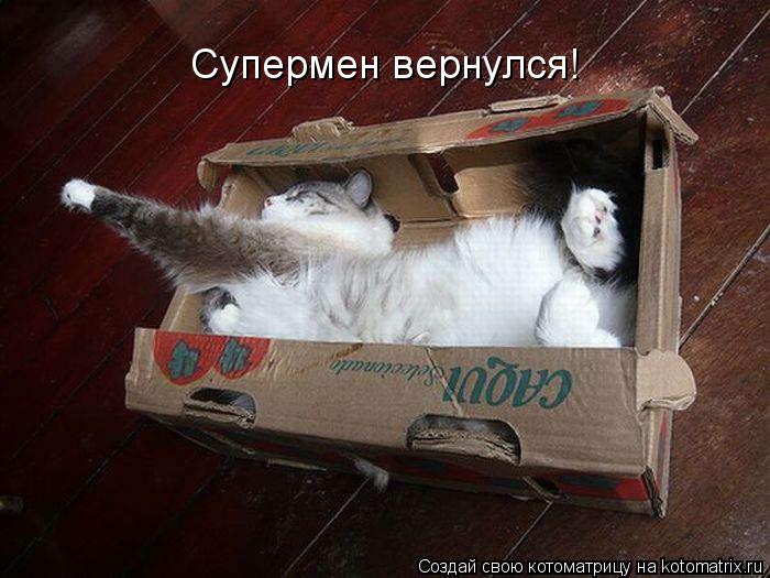 Супермен вернулся!... Котоматрица: Супермен вернулся!