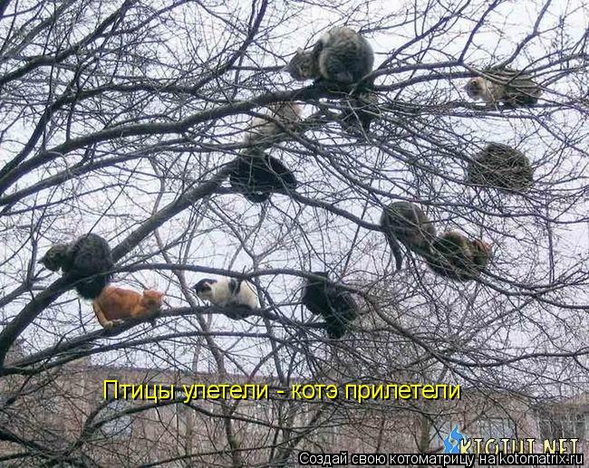 Птицы улетели - котэ прилетели... Котоматрица: Птицы улетели - котэ прилетели