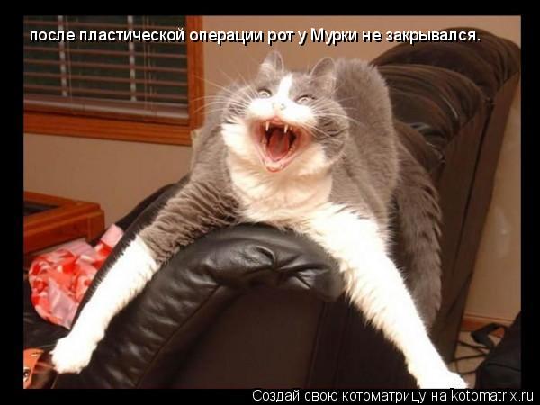после пластической операции рот у Мурки не закрывался.... Котоматрица: после пластической операции рот у Мурки не закрывался.