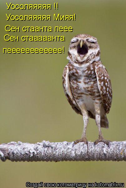 Уосоляяяяя !! Уосоляяяяя Мияя! Сен стаанта пеее Сен стааааанта пееееееееееее!... Котоматрица: Уосоляяяяя !! Уосоляяяяя Мияя! Сен стаанта пеее Сен стааааанта пееееееееееее!