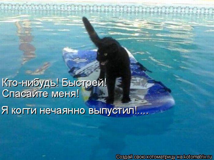 Котоматрица: Кто-нибудь! Быстрей!  Спасайте меня!  Я когти нечаянно выпустил!....