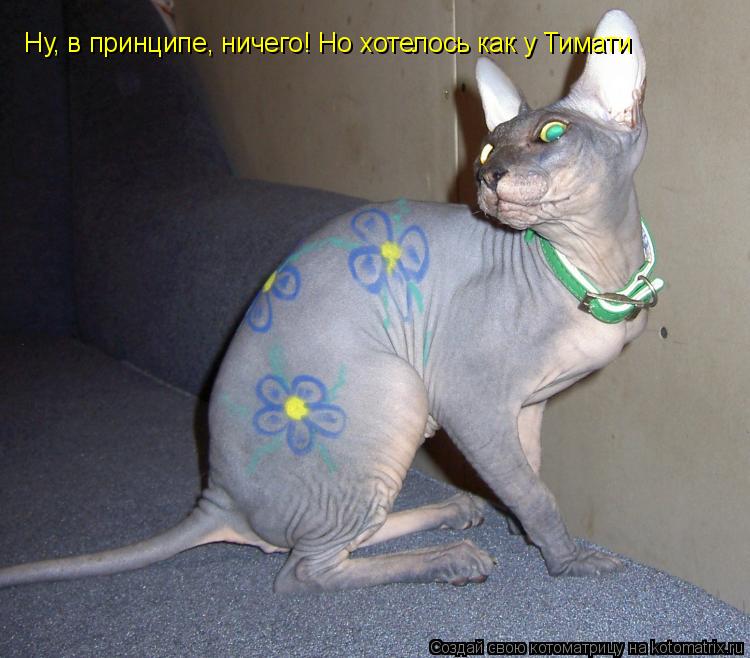 Ну, в принципе, ничего! Но хотелось как у Тимати... Котоматрица: Ну, в принципе, ничего! Но хотелось как у Тимати