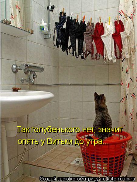 Так голубенького нет, значит опять у Витьки до утра...... Котоматрица: Так голубенького нет, значит опять у Витьки до утра...