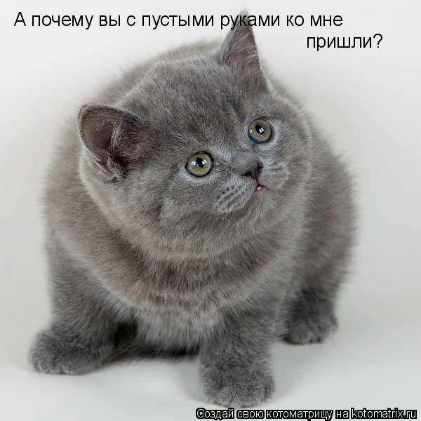 А почему вы с пустыми руками ко мне пришли?... Котоматрица: А почему вы с пустыми руками ко мне пришли?