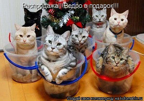 Распродажа!!!Ведро в подарок!!!... Котоматрица: Распродажа!!!Ведро в подарок!!!