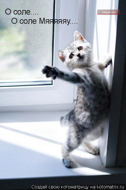 О соле.... О соле Мяяяяяу....... Котоматрица: О соле.... О соле Мяяяяяу....