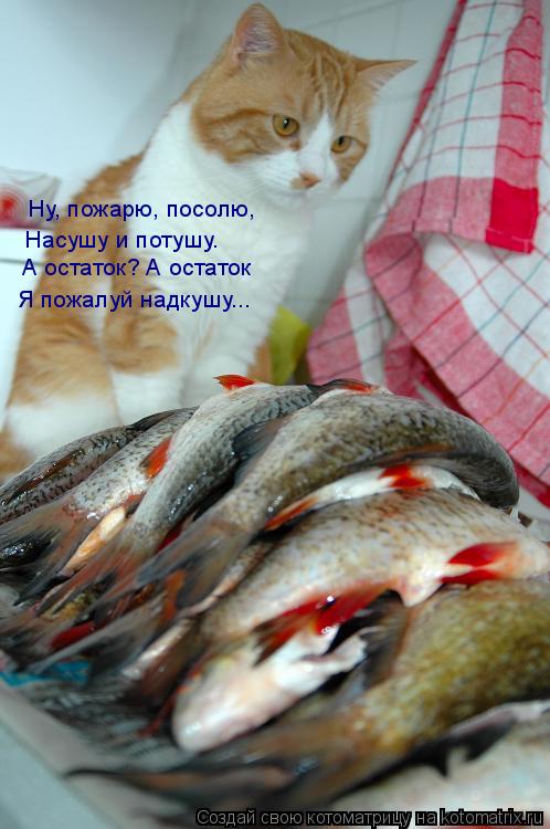 Котоматрица: Ну, пожарю, посолю, Насушу и потушу. А остаток? А остаток  Я пожалуй надкушу...