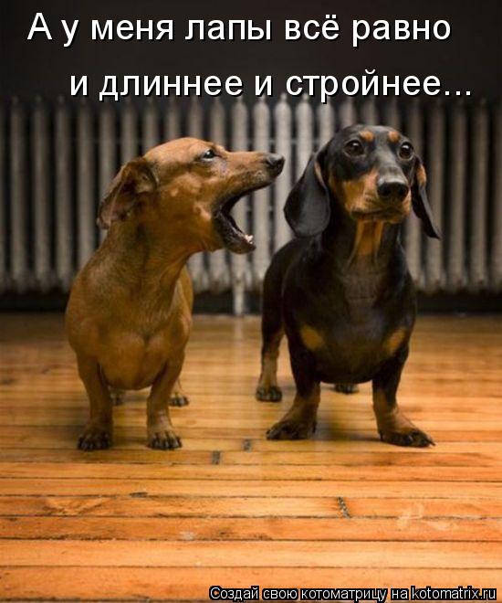 А у меня лапы всё равно и длиннее и стройнее...... Котоматрица: А у меня лапы всё равно и длиннее и стройнее...
