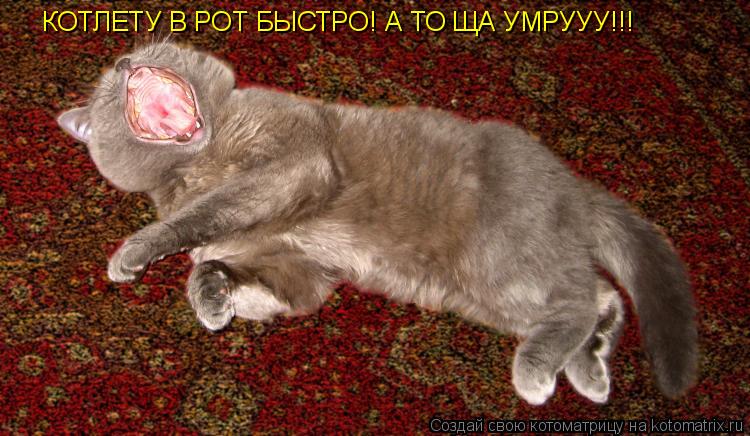 КОТЛЕТУ В РОТ БЫСТРО! А ТО ЩА УМРУУУ!!!... Котоматрица: КОТЛЕТУ В РОТ БЫСТРО! А ТО ЩА УМРУУУ!!!