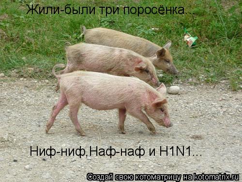 Жили-были три поросёнка... Ниф-ниф,Наф-наф и H1N1...... Котоматрица: Жили-были три поросёнка... Ниф-ниф,Наф-наф и H1N1...