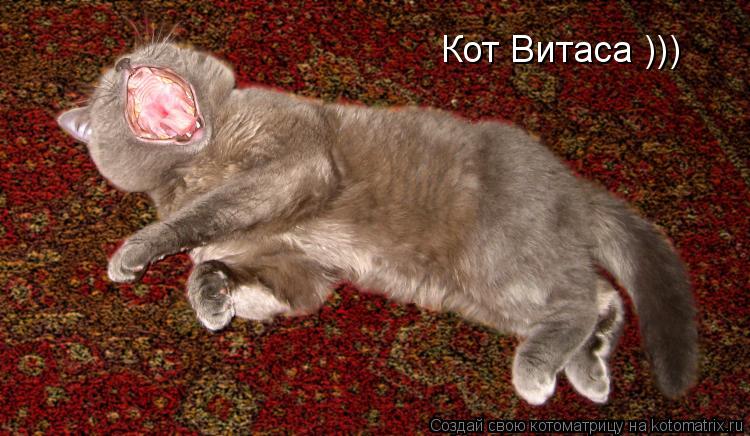 Кот Витаса )))... Котоматрица: Кот Витаса )))