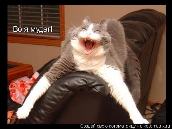 Во я мудаг!... Котоматрица: Во я мудаг!