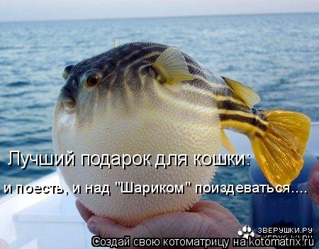 Лучший подарок для кошки: и поесть, и над "Шариком" поиздеваться....... Котоматрица: Лучший подарок для кошки: и поесть, и над "Шариком" поиздеваться....