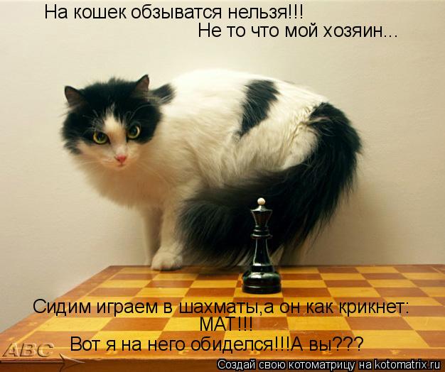 На кошек обзыватся нельзя!!! Не то что мой хозяин... Сидим играем в шахматы,а он как крикнет: МАТ!!! ... Котоматрица: На кошек обзыватся нельзя!!! Не то что мой хозяин... Сидим играем в шахматы,а он как крикнет: МАТ!!! Вот я на него обиделся!!!А вы???